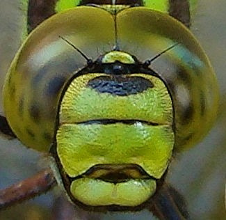southern hawker